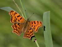 maudoc.com • Polygonia c-album •  IMG_0411.jpg   Polygonia c-album : Farfalla, Polygonia c-album