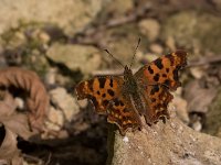 maudoc.com • Polygonia c-album •  IMG_0731.jpg   Polygonia c-album : Farfalla, Polygonia c-album