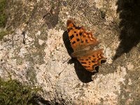 maudoc.com • Polygonia c-album •  IMG_0809.jpg   Polygonia c-album : Farfalla, Polygonia c-album