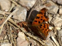 maudoc.com • Polygonia c-album •  IMG_1222.jpg   Polygonia c-album : Polygonia c-album