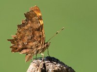 maudoc.com • Polygonia c-album •  IMG_4055.jpg   Polygonia c-album