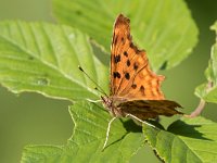 maudoc.com • Polygonia c-album •  IMG_4128.jpg   Polygonia c-album : Farfalla, Polygonia c-album