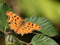 maudoc.com • Polygonia c-album •  IMG_4187.jpg   Polygonia c-album : Farfalla, Polygonia c-album