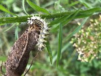 maudoc.com • Polygonia c-album •  IMG_7293v.jpg   Polygonia c-album : bruco