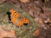 maudoc.com • Polygonia c-album •  IMG_8416.jpg   Polygonia c-album : Polygonia c-album, Farfalla