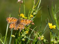 maudoc.com • Polygonia c-album •  IMG_8729.jpg   Polygonia c-album : Farfalla