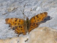 maudoc.com • Polygonia c-album •  IMG_8733.jpg   Polygonia c-album : Farfalla, Polygonia c-album