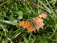 maudoc.com • Polygonia c-album •  IMG_8738.jpg   Polygonia c-album : Farfalla