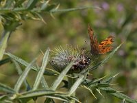 maudoc.com • Polygonia c-album •  IMG_9542.jpg   Polygonia c-album : Polygonia c-album, Farfalla