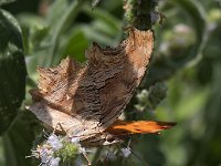 maudoc.com • Polygonia egea •  IMG_1260.jpg   Polygonia egea : Polygonia egea