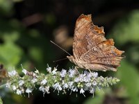 maudoc.com • Polygonia egea •  IMG_1360.jpg   Polygonia egea : Polygonia egea