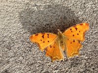 Polygonia egea