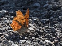 maudoc.com • Polygonia egea •  IMG_8960.jpg   Polygonia egea : Polygonia egea