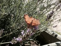 maudoc.com • Polygonia egea •  Polygonia_egea.jpg   Polygonia egea : Farfalla