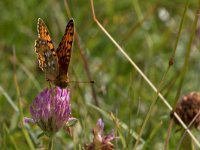 maudoc.com • Speyeria aglaja •  IMG_0813.jpg   Speyeria aglaja : Farfalla, Argynnis aglaja