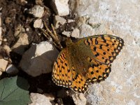 maudoc.com • Speyeria aglaja •  IMG_1092.jpg   Speyeria aglaja : Farfalla, Argynnis aglaja