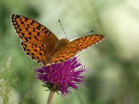 maudoc.com • Speyeria aglaja •  IMG_1397.jpg   Speyeria aglaja : Argynnis aglaja