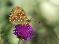 maudoc.com • Speyeria aglaja •  IMG_1401.jpg   Speyeria aglaja : Argynnis aglaja