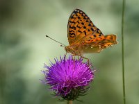 maudoc.com • Speyeria aglaja •  IMG_1405.jpg   Speyeria aglaja : Argynnis aglaja