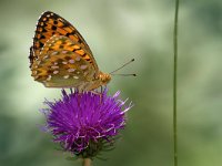 maudoc.com • Speyeria aglaja •  IMG_1409.jpg   Speyeria aglaja : Argynnis aglaja