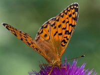 maudoc.com • Speyeria aglaja •  IMG_1411.jpg   Speyeria aglaja : Argynnis aglaja