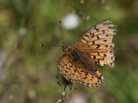 maudoc.com • Speyeria aglaja •  IMG_1503.jpg   Speyeria aglaja : Farfalla, Argynnis aglaja