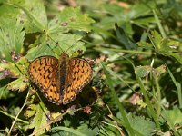 maudoc.com • Speyeria aglaja •  IMG_1509.jpg   Speyeria aglaja : Farfalla, Argynnis aglaja