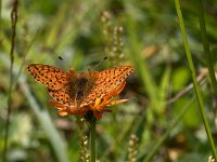 maudoc.com • Speyeria aglaja •  IMG_1795.jpg   Speyeria aglaja : Argynnis aglaja