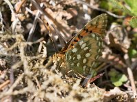 maudoc.com • Speyeria aglaja •  IMG_4871.jpg   Speyeria aglaja : Farfalla, Argynnis aglaja