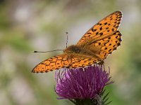 maudoc.com • Speyeria aglaja •  IMG_7569.jpg   Speyeria aglaja : Argynnis aglaja, Farfalla