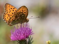 maudoc.com • Speyeria aglaja •  IMG_7579.jpg   Speyeria aglaja : Argynnis aglaja, Farfalla