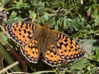 maudoc.com • Speyeria aglaja •  IMG_8651.jpg   Speyeria aglaja : Farfalla, Argynnis aglaja