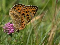 maudoc.com • Speyeria aglaja •  IMG_8733.jpg   Speyeria aglaja : Farfalla, Argynnis aglaja