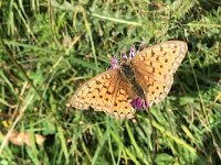 maudoc.com • Speyeria aglaja •  IMG_8819.jpg   Speyeria aglaja : Argynnis aglaja, Farfalla