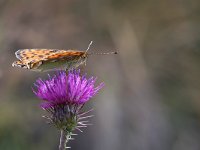 maudoc.com • Speyeria aglaja •  IMG_9312.jpg   Speyeria aglaja : Farfalla, Argynnis aglaja