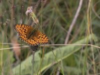 maudoc.com • Speyeria aglaja •  IMG_9326.jpg   Speyeria aglaja : Farfalla, Argynnis aglaja