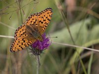 maudoc.com • Speyeria aglaja •  IMG_9330.jpg   Speyeria aglaja : Farfalla, Argynnis aglaja