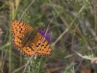 maudoc.com • Speyeria aglaja •  IMG_9338.jpg   Speyeria aglaja : Farfalla, Argynnis aglaja