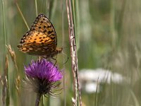 maudoc.com • Speyeria aglaja •  IMG_9422.jpg   Speyeria aglaja : Farfalla, Argynnis aglaja