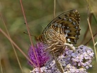 maudoc.com • Speyeria aglaja •  IMG_9562.jpg   Speyeria aglaja : Argynnis aglaja