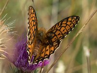 maudoc.com • Speyeria aglaja •  IMG_9568.jpg   Speyeria aglaja : Argynnis aglaja