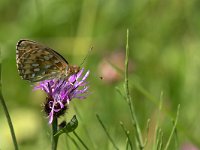 maudoc.com • Speyeria aglaja •  IMG_9937.jpg   Speyeria aglaja : Farfalla, Argynnis aglaja