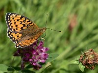 maudoc.com • Speyeria aglaja •  IMG_9947.jpg   Speyeria aglaja : Farfalla, Argynnis aglaja