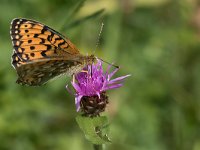 maudoc.com • Speyeria aglaja •  IMG_9951.jpg   Speyeria aglaja : Farfalla, Argynnis aglaja