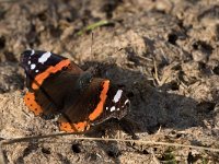 maudoc.com • Vanessa atalanta •  IMG_1587.jpg   Vanessa atalanta : Farfalla, Vanessa atalanta