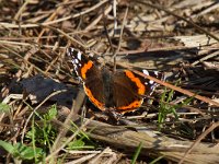 maudoc.com • Vanessa atalanta •  IMG_2056.jpg   Vanessa atalanta : Atalanta - Vanessa atalanta, Farfalla