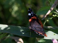 maudoc.com • Vanessa atalanta •  IMG_3337.jpg   Vanessa atalanta : Farfalla, Vanessa atalanta