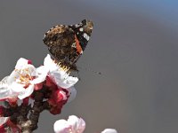 maudoc.com • Vanessa atalanta •  IMG_4932.jpg   Vanessa atalanta : fiore, Farfalla, albero, Vanessa atalanta