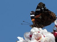 maudoc.com • Vanessa atalanta •  IMG_4943.jpg   Vanessa atalanta : fiore, Farfalla, albero, Vanessa atalanta