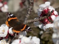 maudoc.com • Vanessa atalanta •  IMG_4954.jpg   Vanessa atalanta : fiore, Farfalla, albero, Vanessa atalanta